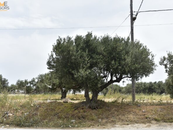 Plot in Ierapetra Crete