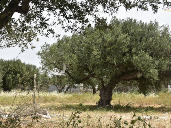 Plot in Ierapetra Crete