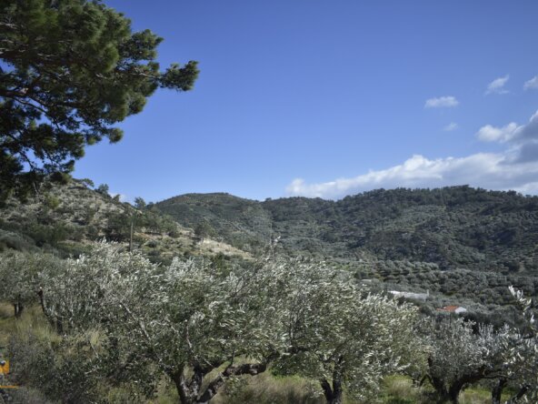 Plot in Orino Village