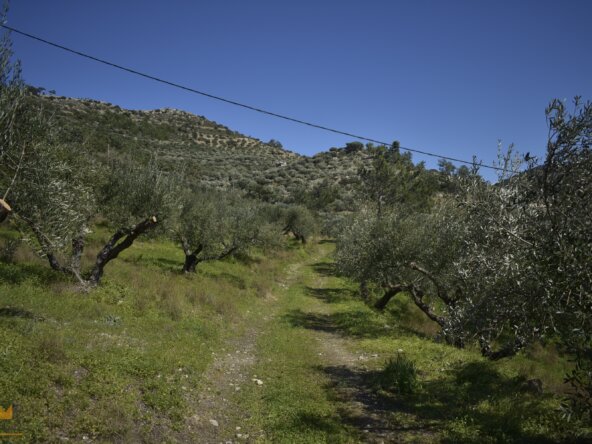 Plot near Orino Village