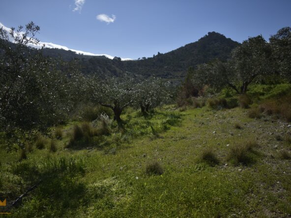 Plot near Orino Village