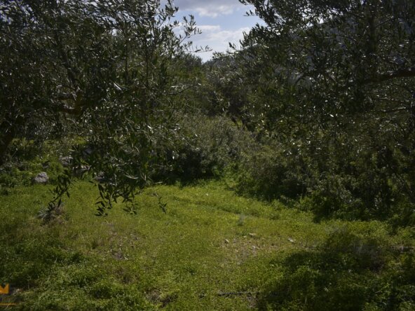 Plot near Orino Village