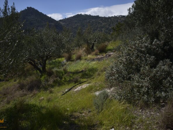 Plot near Orino Village