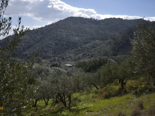 Plot near Orino Village