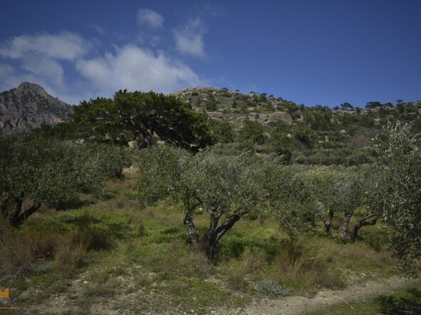 Plot near Orino Village