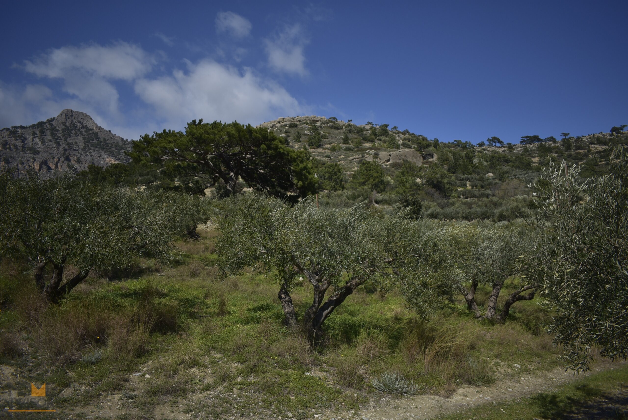 Plot near Orino Village