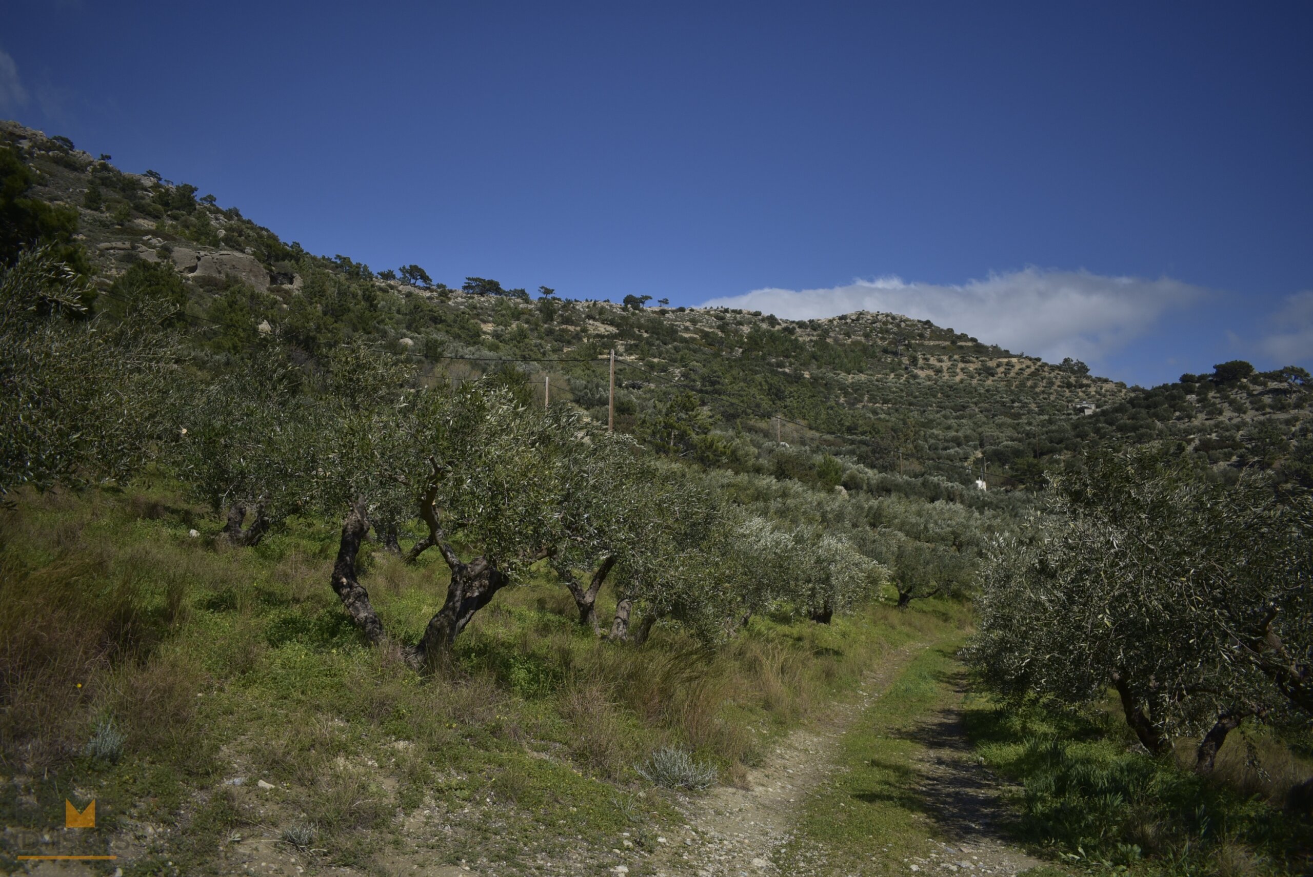 Plot near Orino Village