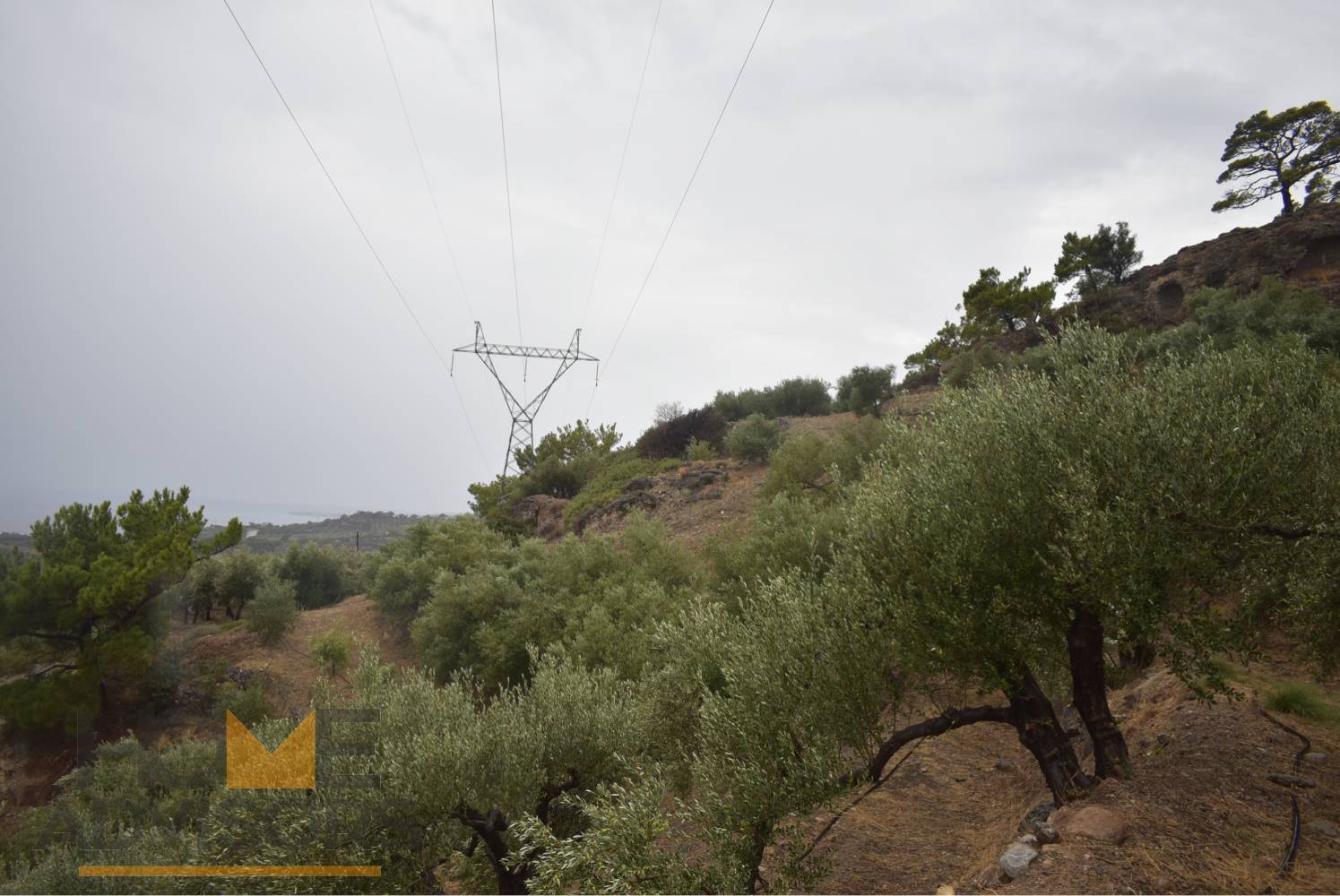 Plot in Achlia of Ierapetra.