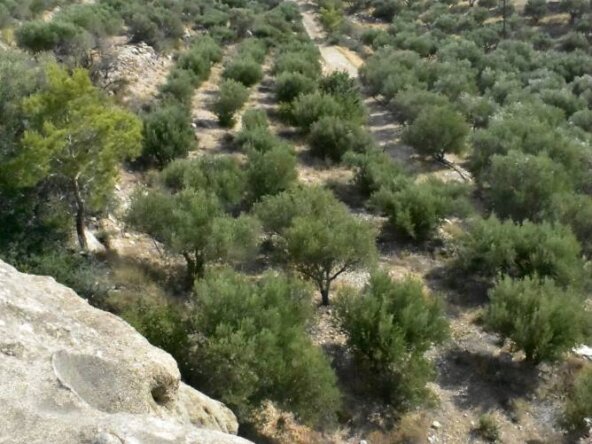 The plot in Oreino.