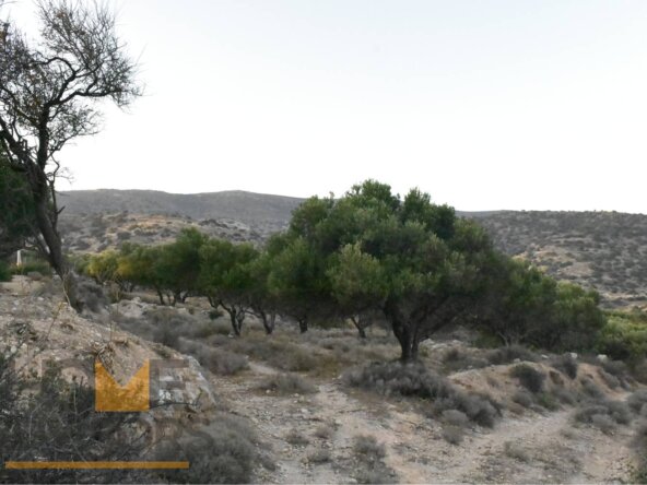 Plot with olives in Episkopi of Ierapetra.