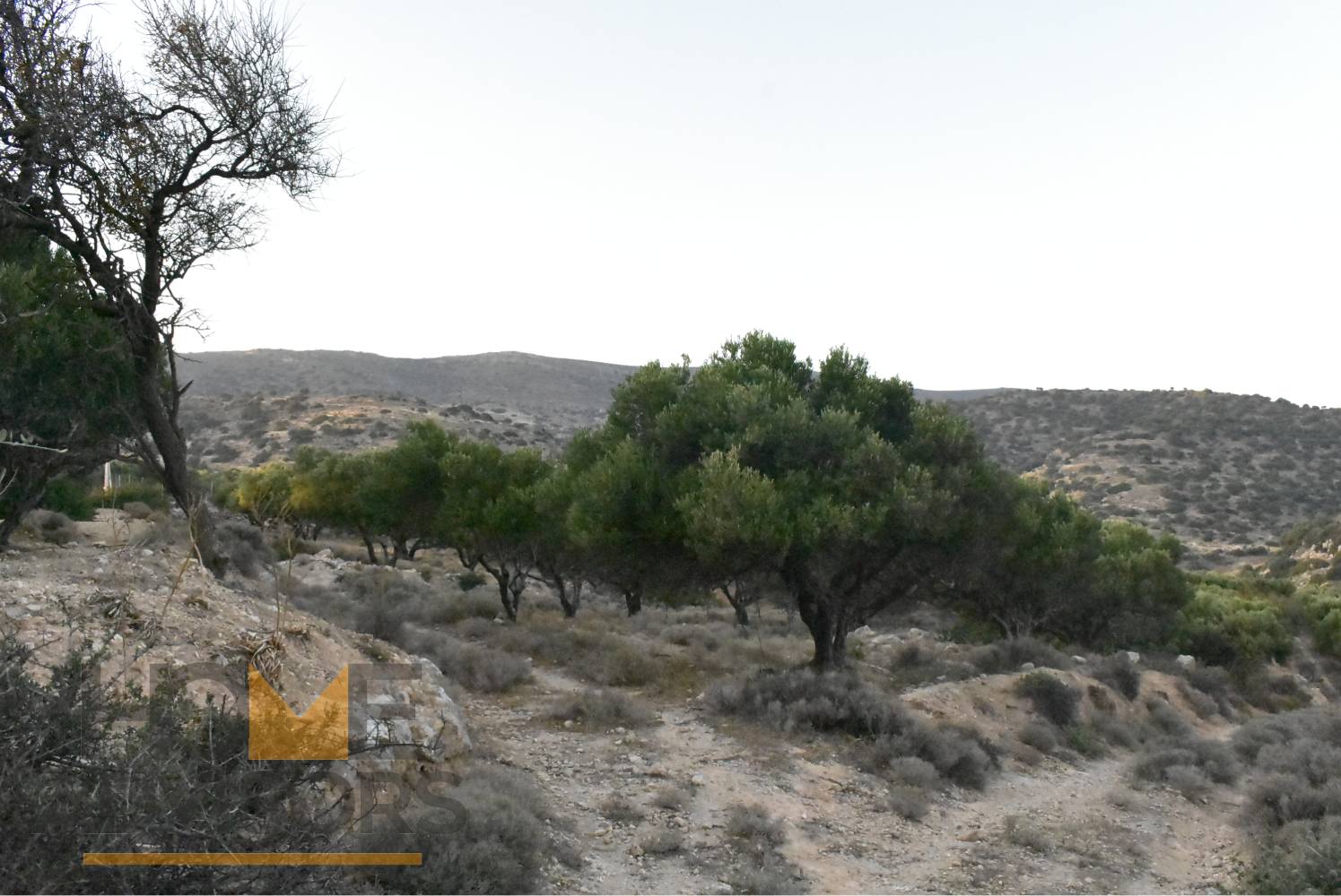 Plot with olives in Episkopi of Ierapetra.