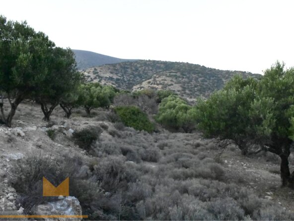 Plot with olives in Episkopi of Ierapetra.