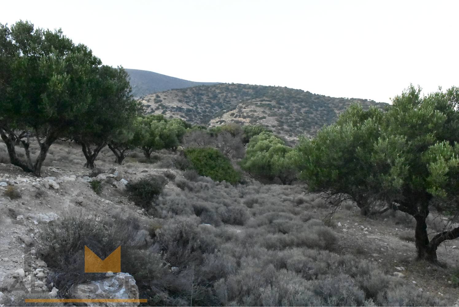 Plot with olives in Episkopi of Ierapetra.