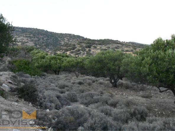 Plot with olives in Episkopi of Ierapetra.