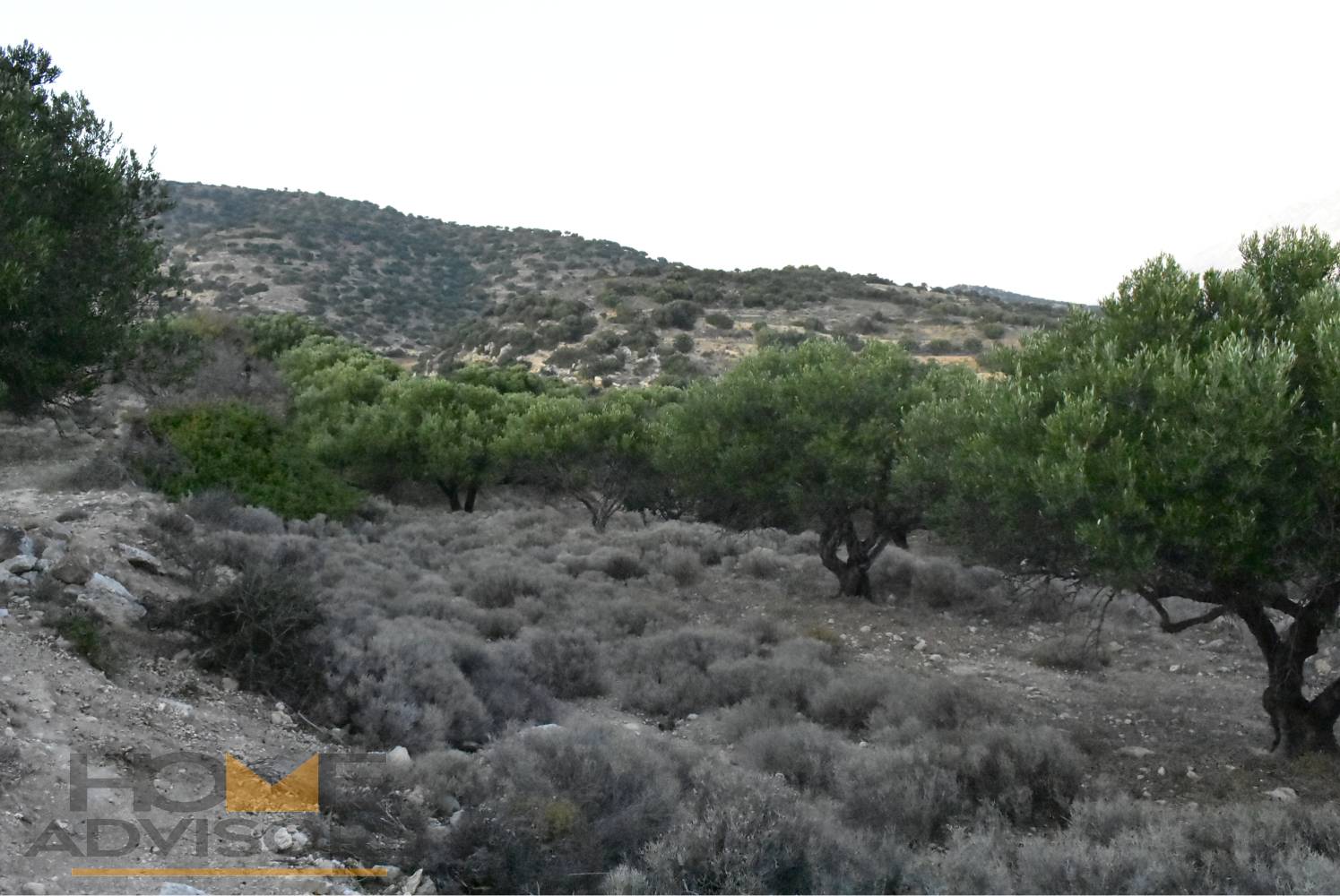 Plot with olives in Episkopi of Ierapetra.