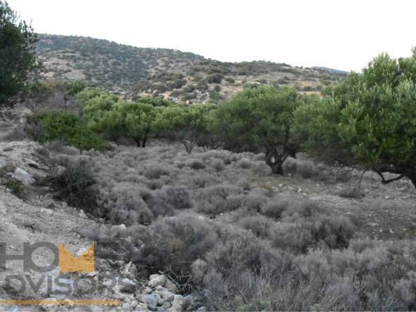 Plot with olives in Episkopi of Ierapetra.