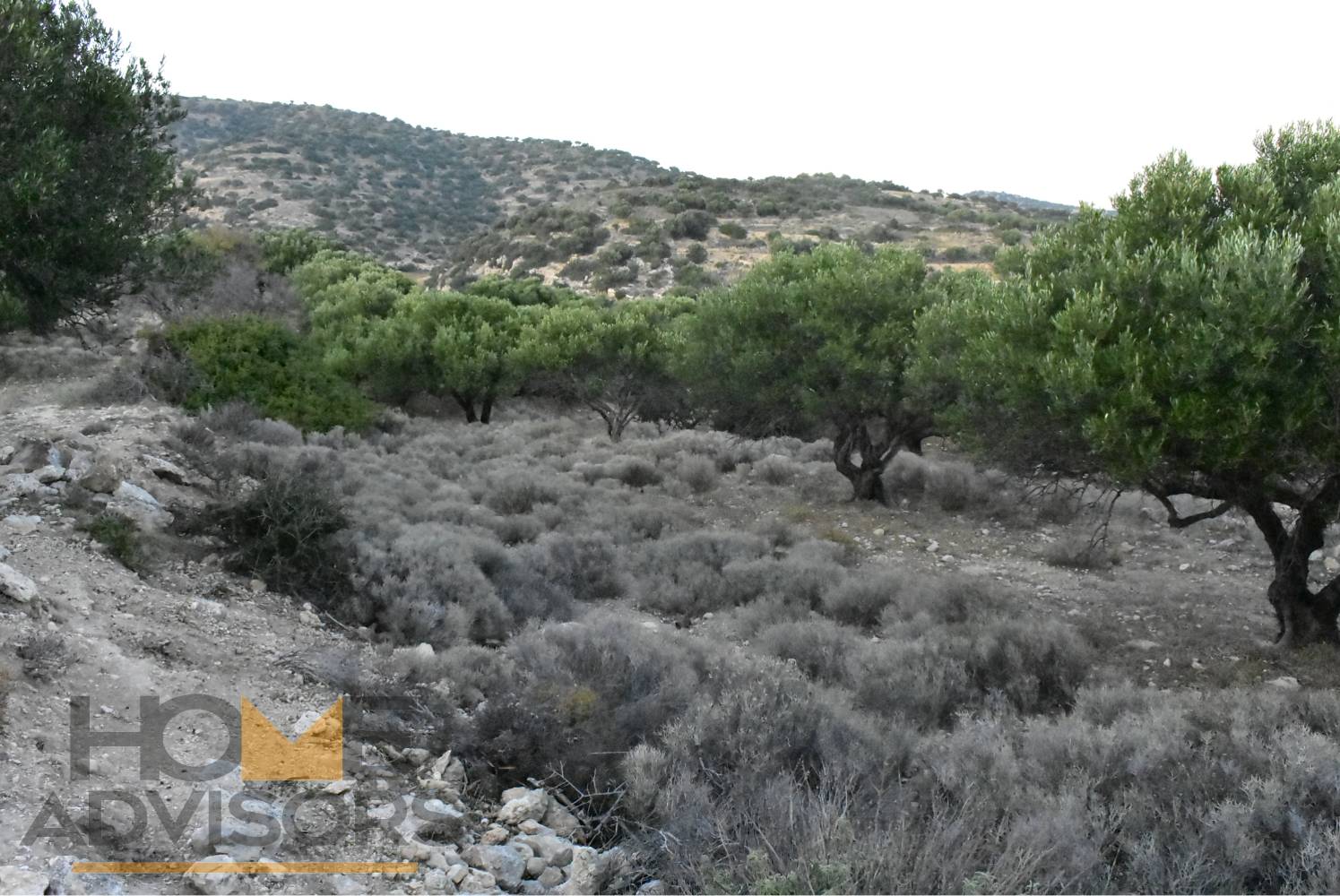 Plot with olives in Episkopi of Ierapetra.