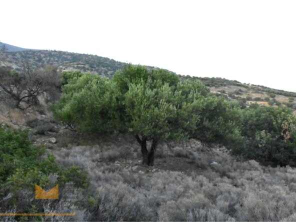 Plot with olives in Episkopi of Ierapetra.