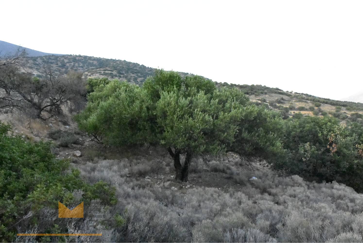 Plot with olives in Episkopi of Ierapetra.