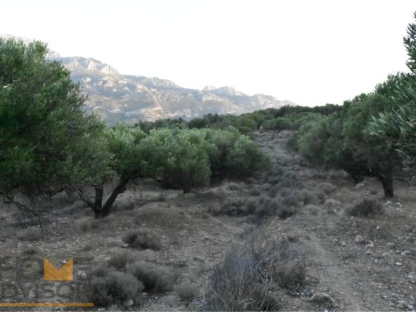 Plot with olives in Episkopi of Ierapetra.