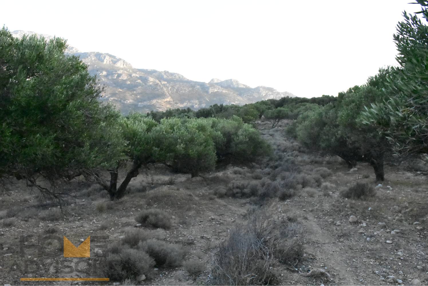 Plot with olives in Episkopi of Ierapetra.