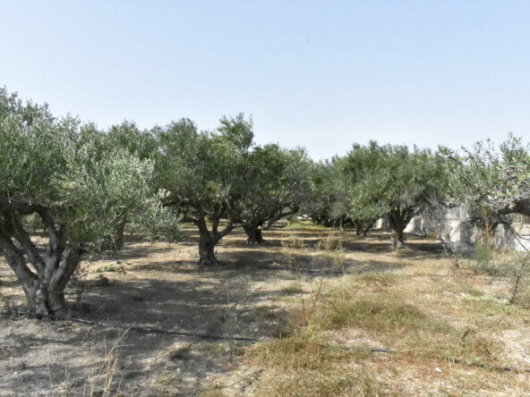 Plot in Ierapetra.