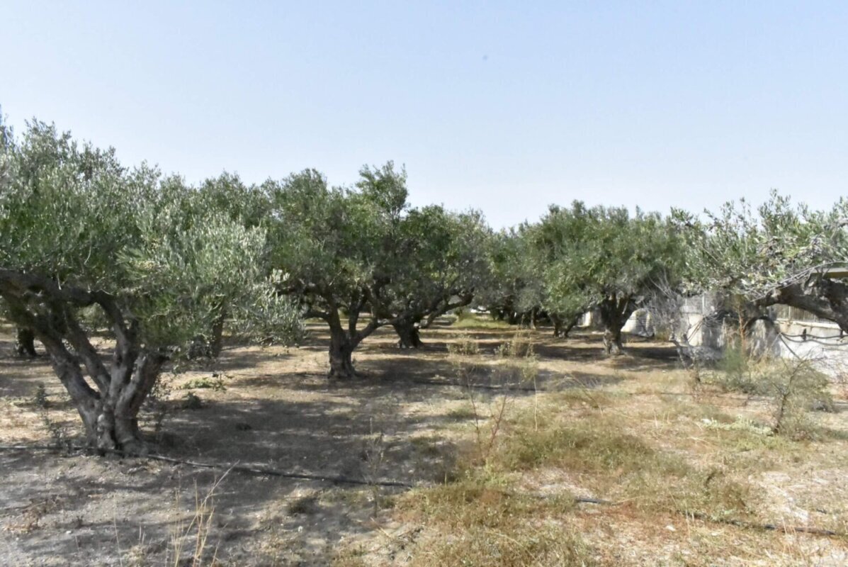 Plot in Ierapetra.