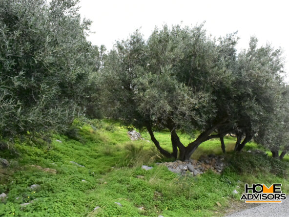 2500 sqm plot with olive trees in the area of Monastiraki | Crete