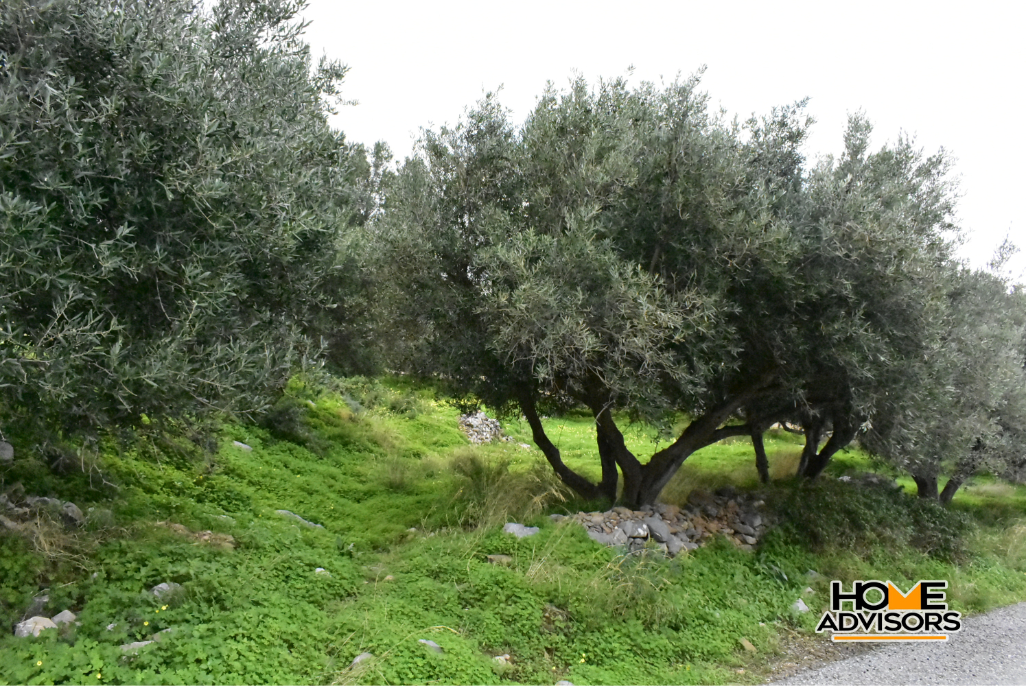 2500 sqm plot with olive trees in the area of Monastiraki | Crete