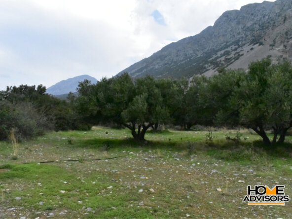 2500 sqm plot with olive trees in the area of Monastiraki | Crete