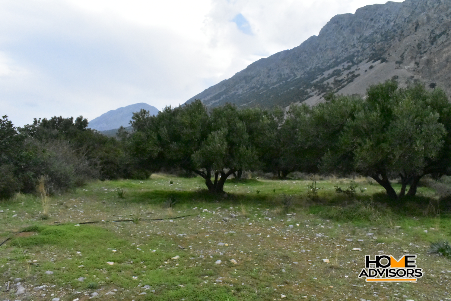 2500 sqm plot with olive trees in the area of Monastiraki | Crete