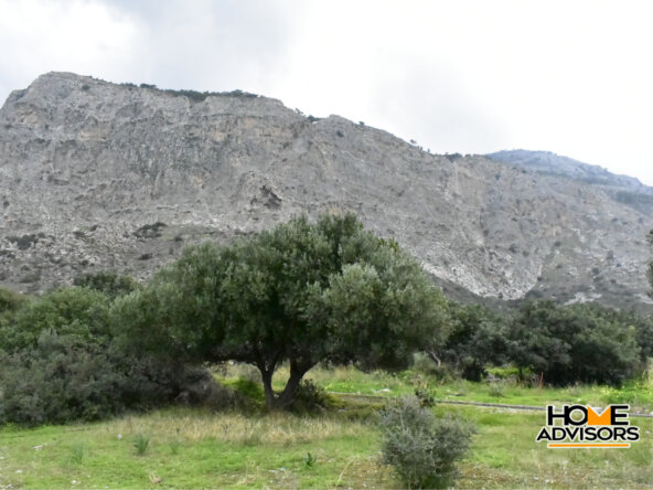 950 sqm plot with olive trees in the area of Monastiraki