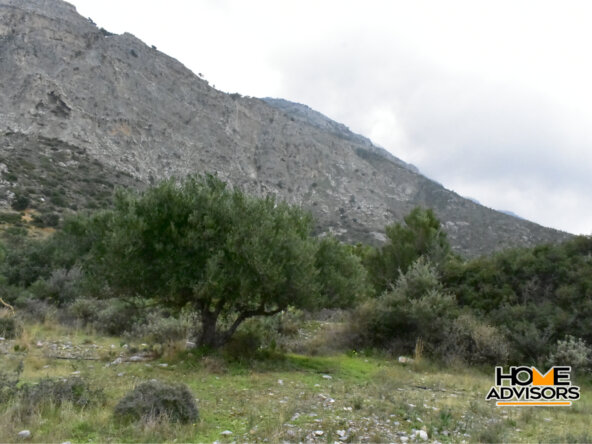 950 sqm plot with olive trees in the area of Monastiraki