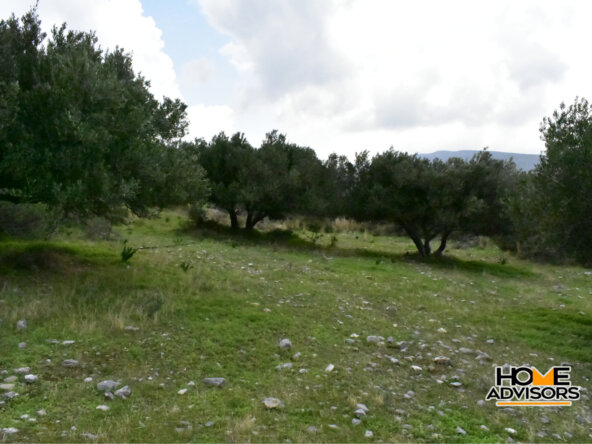 950 sqm plot with olive trees in the area of Monastiraki