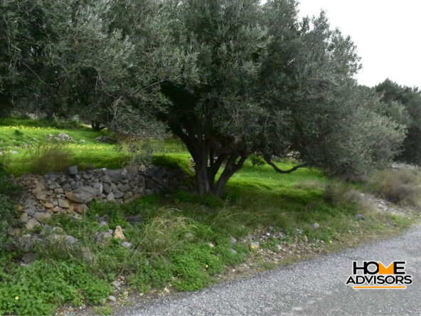 950 sqm plot with olive trees in the area of Monastiraki