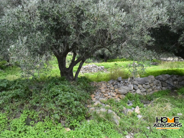 2500 sqm plot with olive trees in the area of Monastiraki | Crete