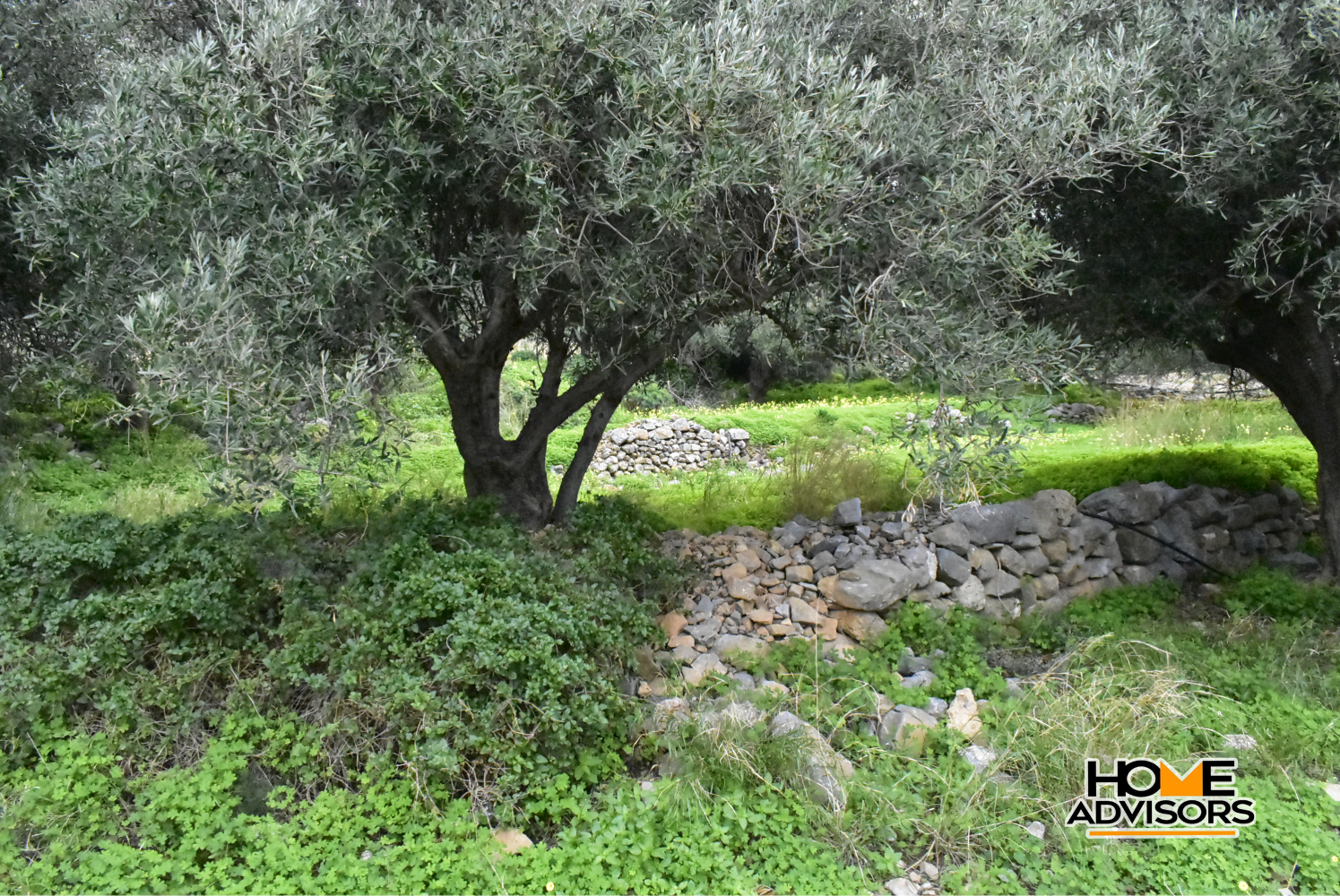 2500 sqm plot with olive trees in the area of Monastiraki | Crete