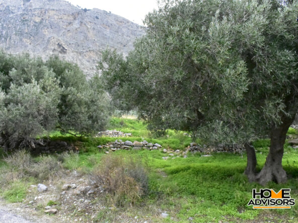 2500 sqm plot with olive trees in the area of Monastiraki | Crete
