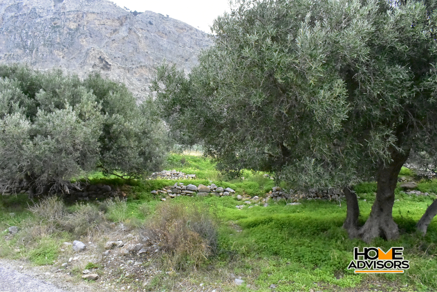 2500 sqm plot with olive trees in the area of Monastiraki | Crete