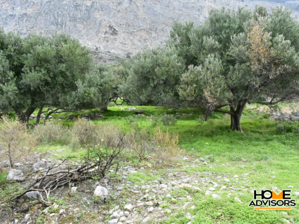 2500 sqm plot with olive trees in the area of Monastiraki | Crete