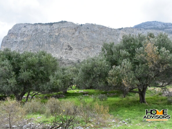 2500 sqm plot with olive trees in the area of Monastiraki | Crete