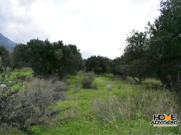 2500 sqm plot with olive trees in the area of Monastiraki | Crete