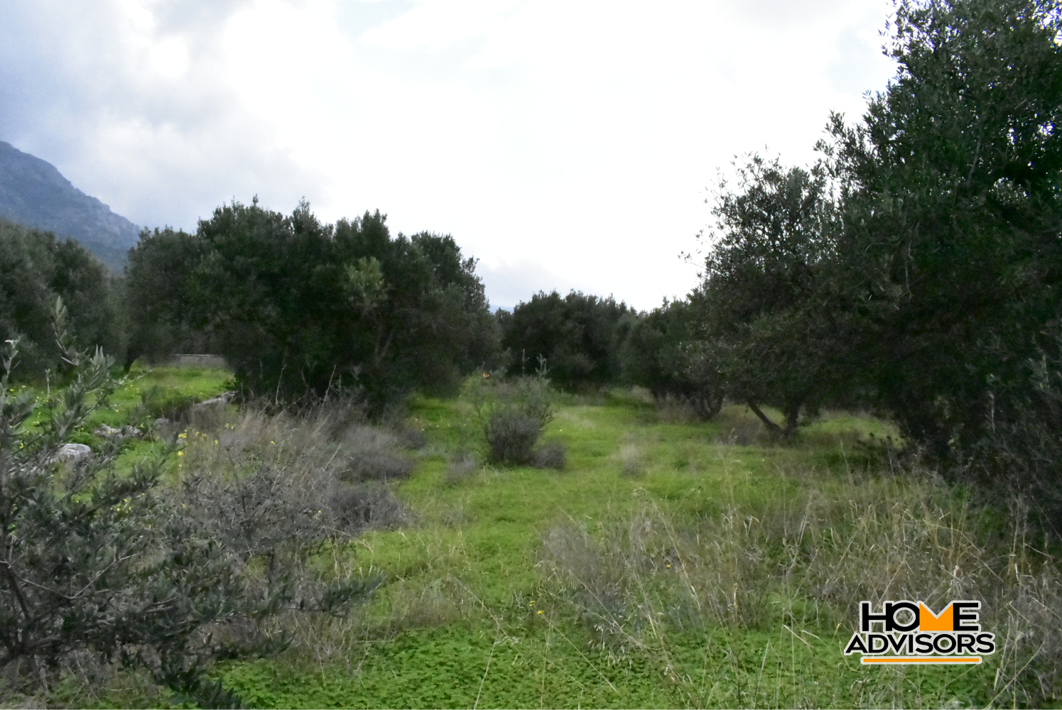 2500 sqm plot with olive trees in the area of Monastiraki | Crete