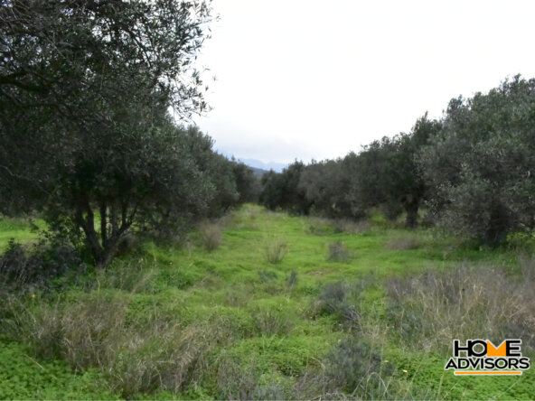 2500 sqm plot with olive trees in the area of Monastiraki | Crete