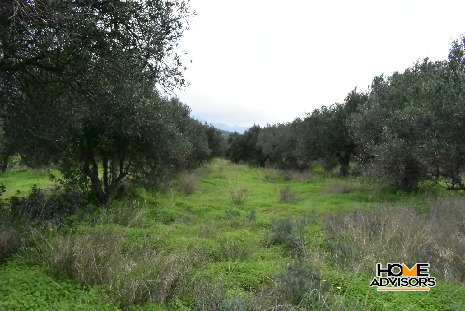 2500 sqm plot with olive trees in the area of Monastiraki | Crete