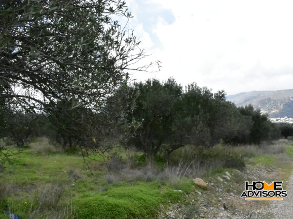 950 sqm plot with olive trees in the area of Monastiraki