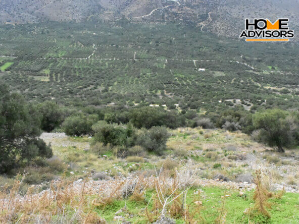4000 sqm plot near the village of Kavousi | Crete