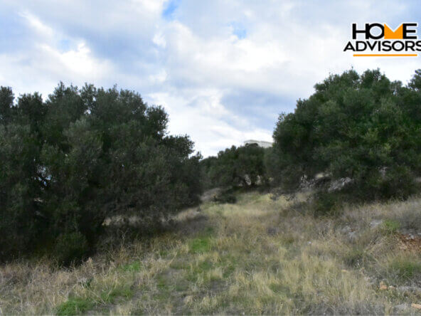 6000 sqm plot near the village of Kavousi