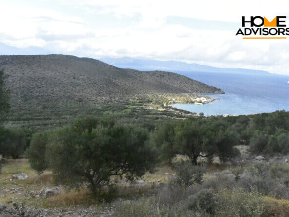 6000 sqm plot near the village of Kavousi