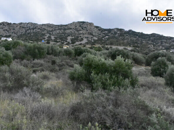 6000 sqm plot near the village of Kavousi